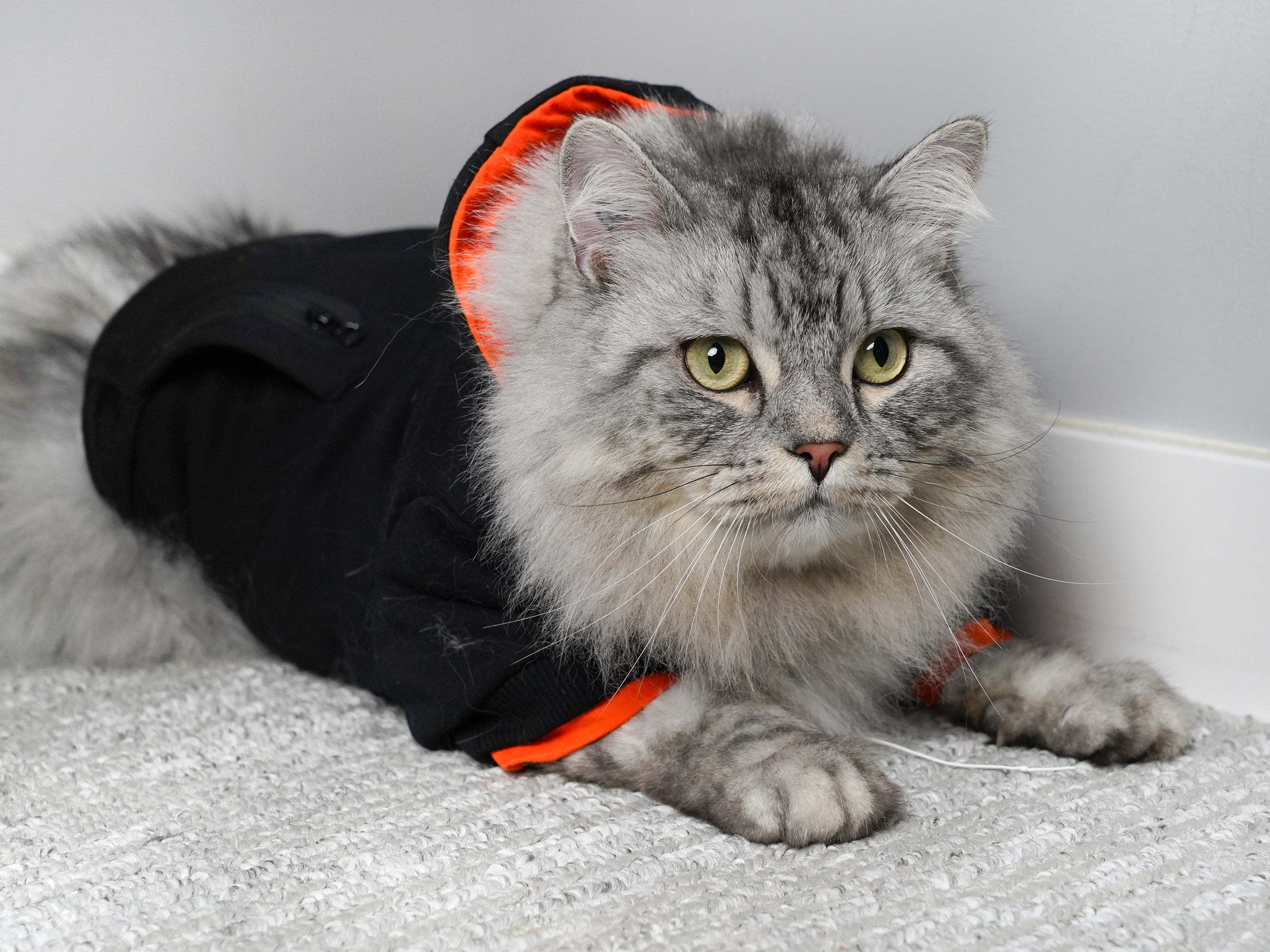 Cat hoodies clearance for humans